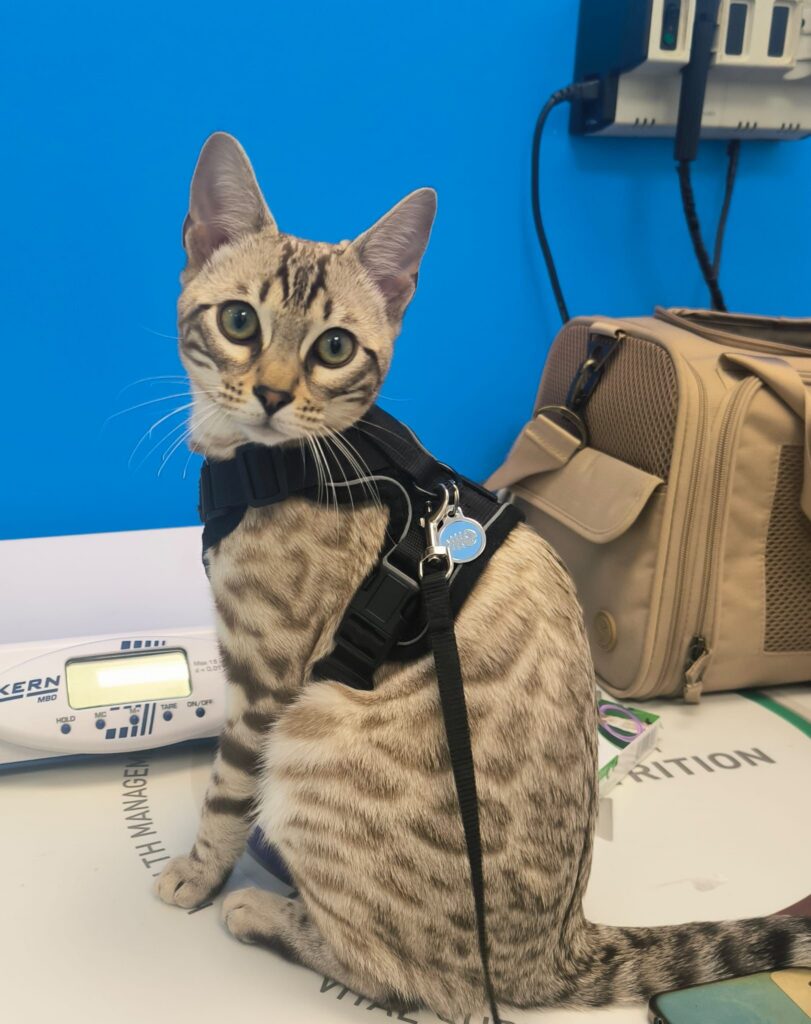 Clinica Veterinaria Barcelona